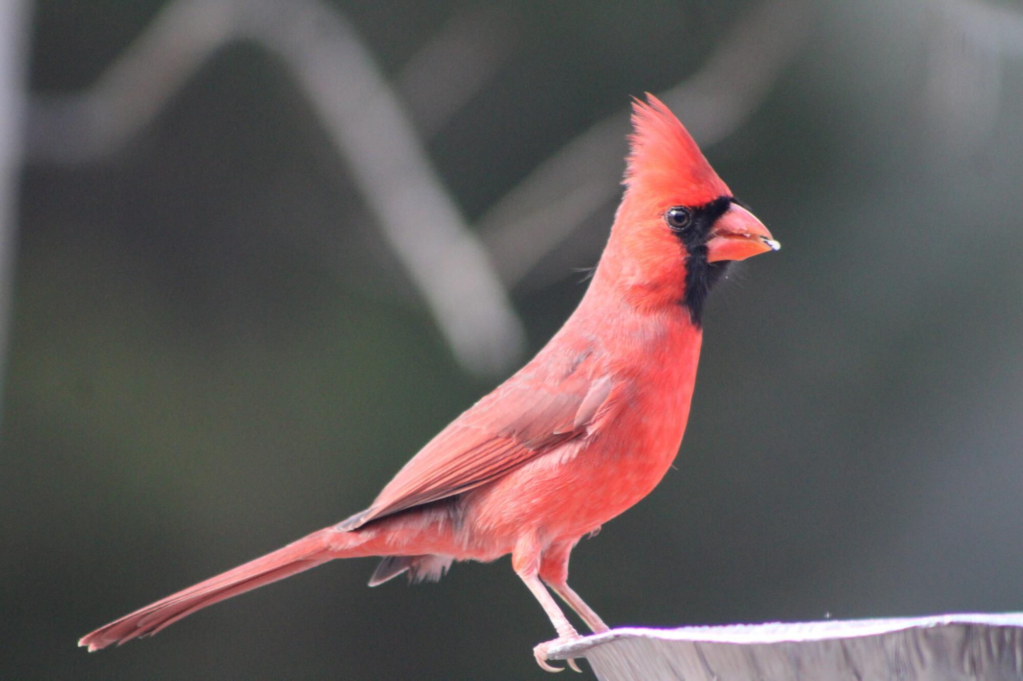 Birdwatching for Beginners in Assisted Living